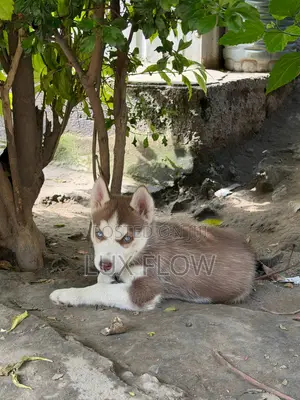 1-3 months Female Purebred Siberian Husky