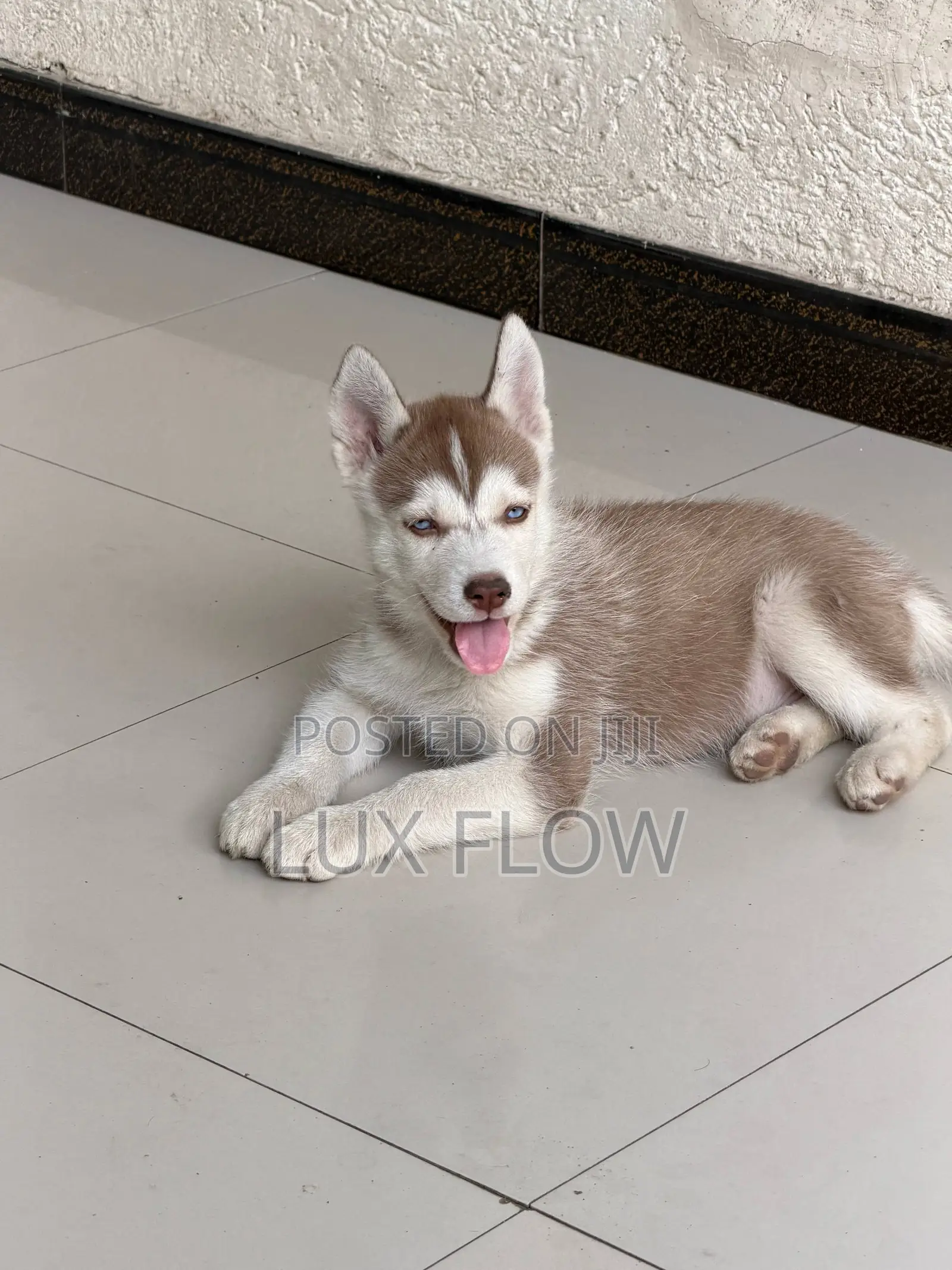 1-3 months Female Purebred Siberian Husky