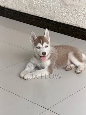 1-3 months Female Purebred Siberian Husky