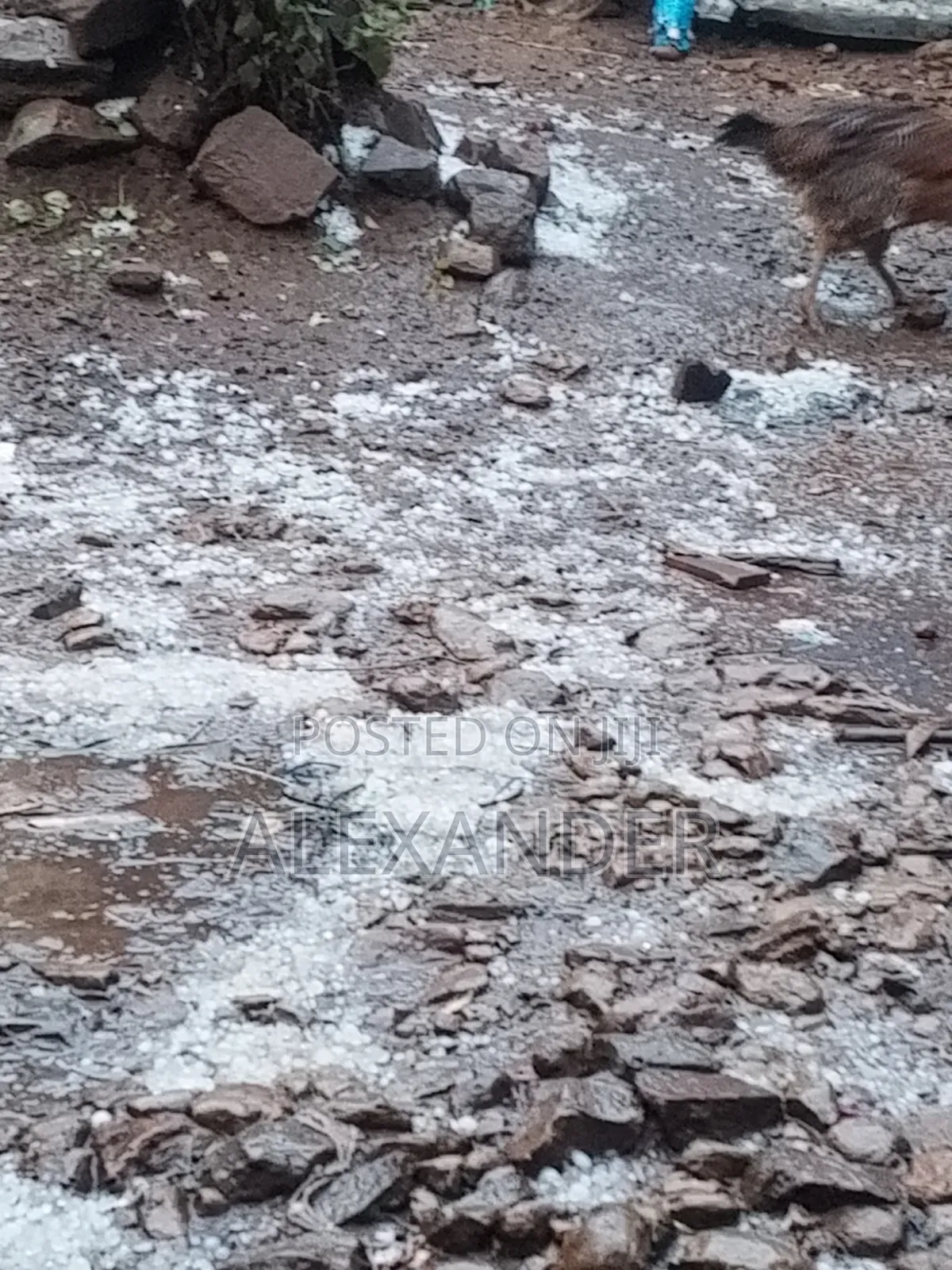 የሚሸጥ ጊቢና ቤት ካራ አካባቢ 300m From Main Road(Asphalt)