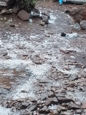 የሚሸጥ ጊቢና ቤት ካራ አካባቢ 300m From Main Road(Asphalt)