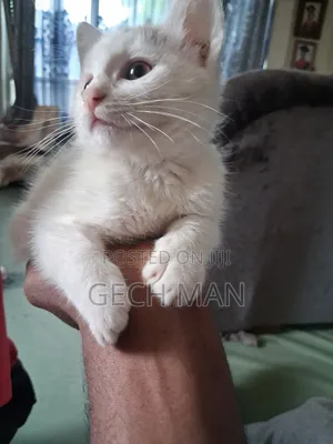 1-3 months Female Mixed Breed American Curl