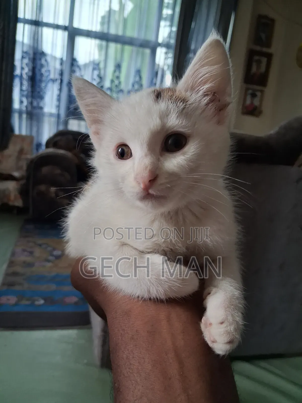 1-3 months Female Mixed Breed American Curl