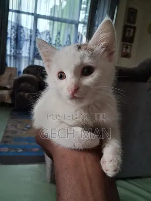 1-3 months Female Mixed Breed American Curl