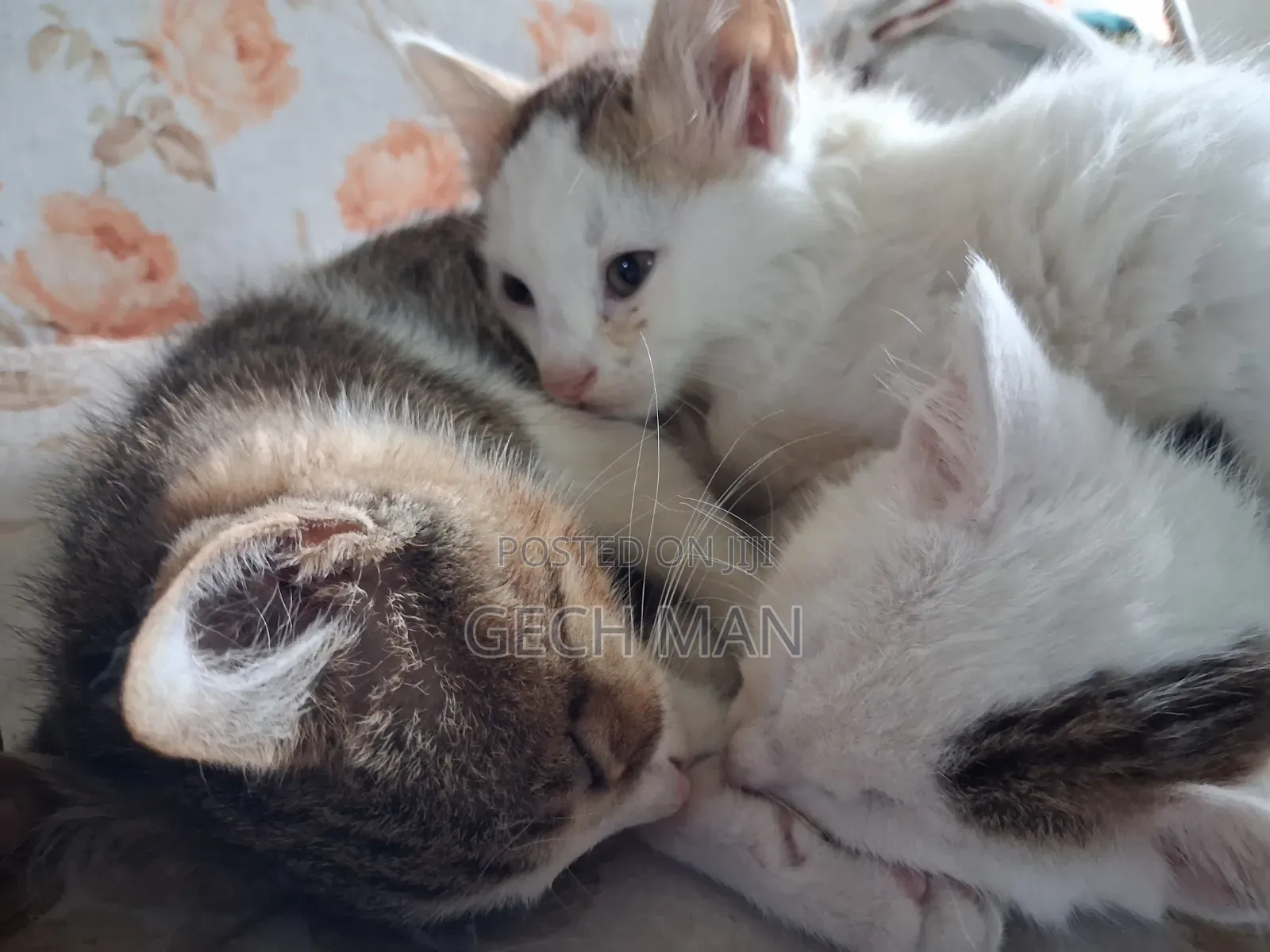 1-3 months Female Mixed Breed American Curl