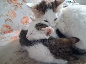 1-3 months Female Mixed Breed American Curl