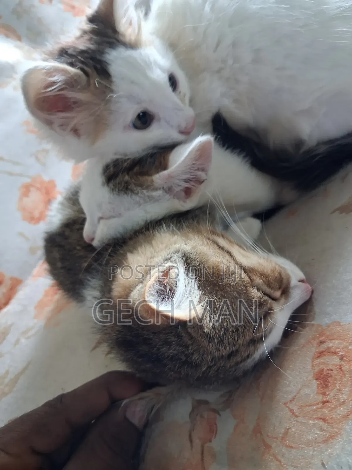 1-3 months Female Mixed Breed American Curl