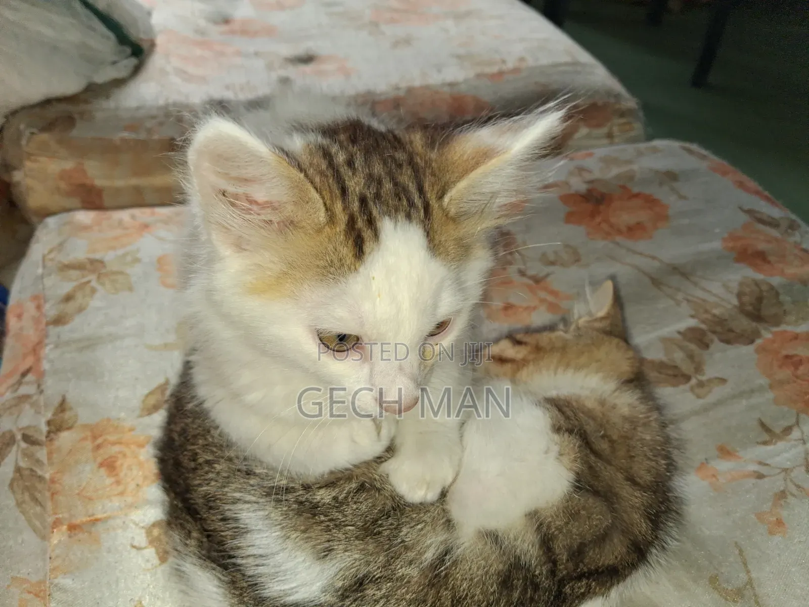 1-3 months Female Mixed Breed American Curl