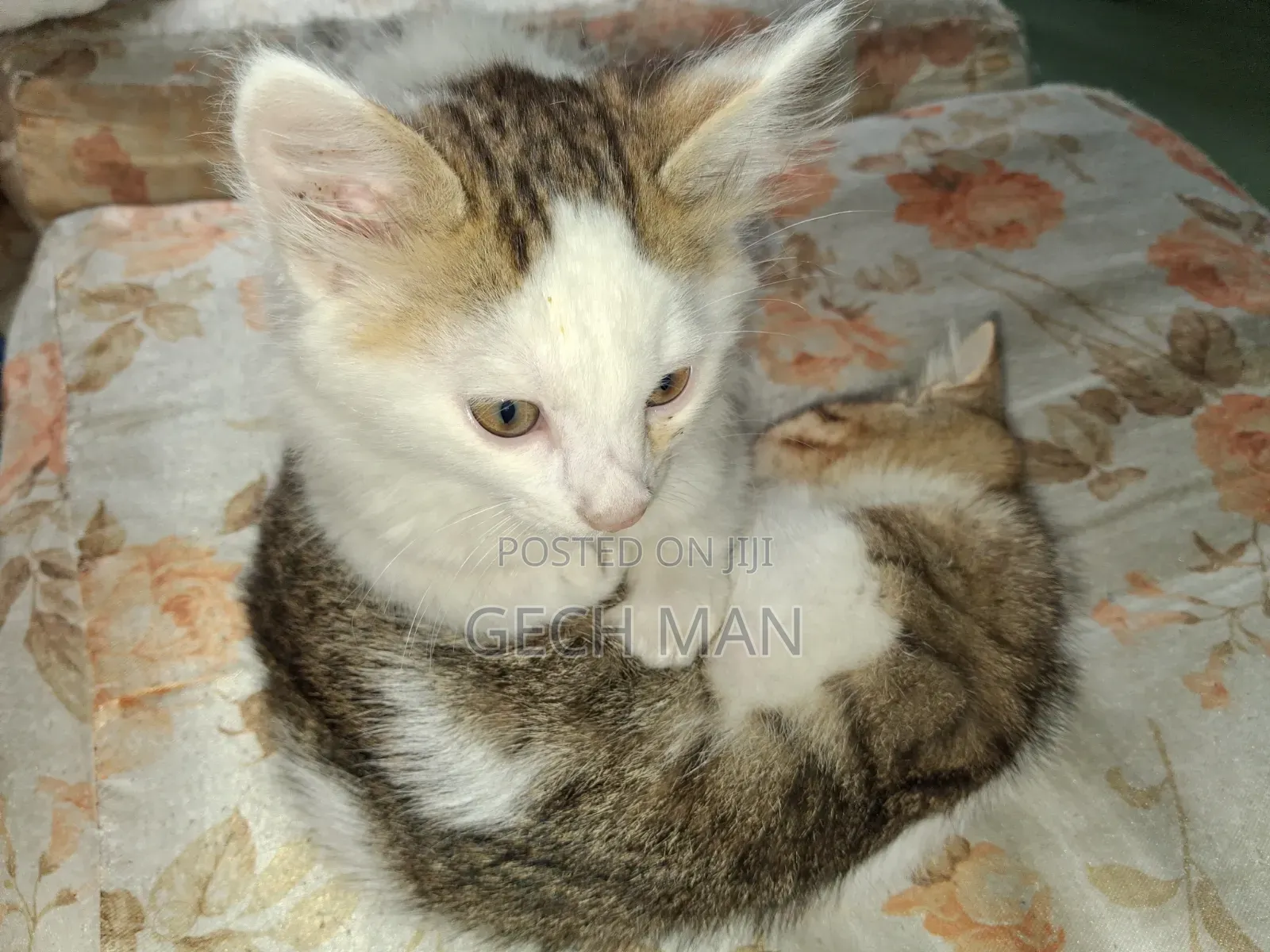 1-3 months Female Mixed Breed American Curl