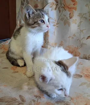 1-3 months Female Mixed Breed American Curl