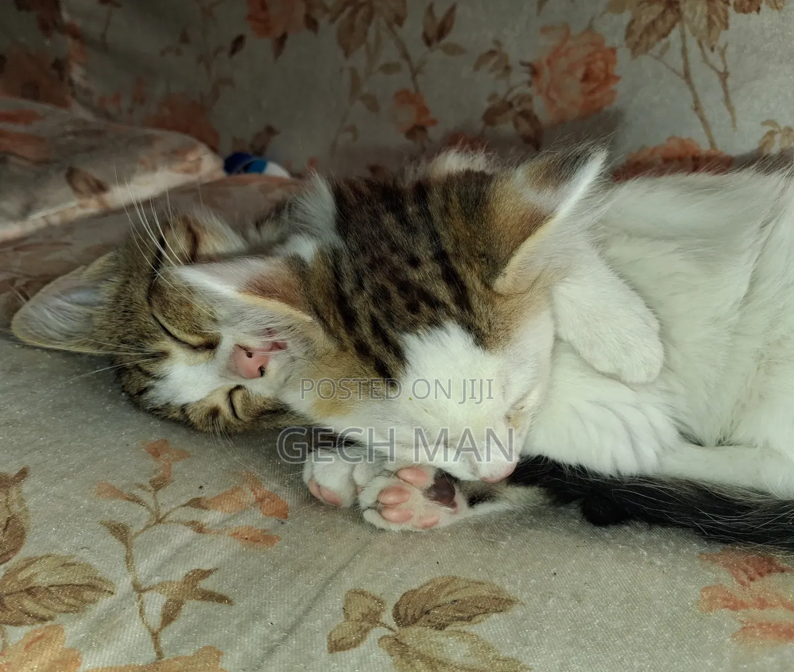 1-3 months Female Mixed Breed American Curl