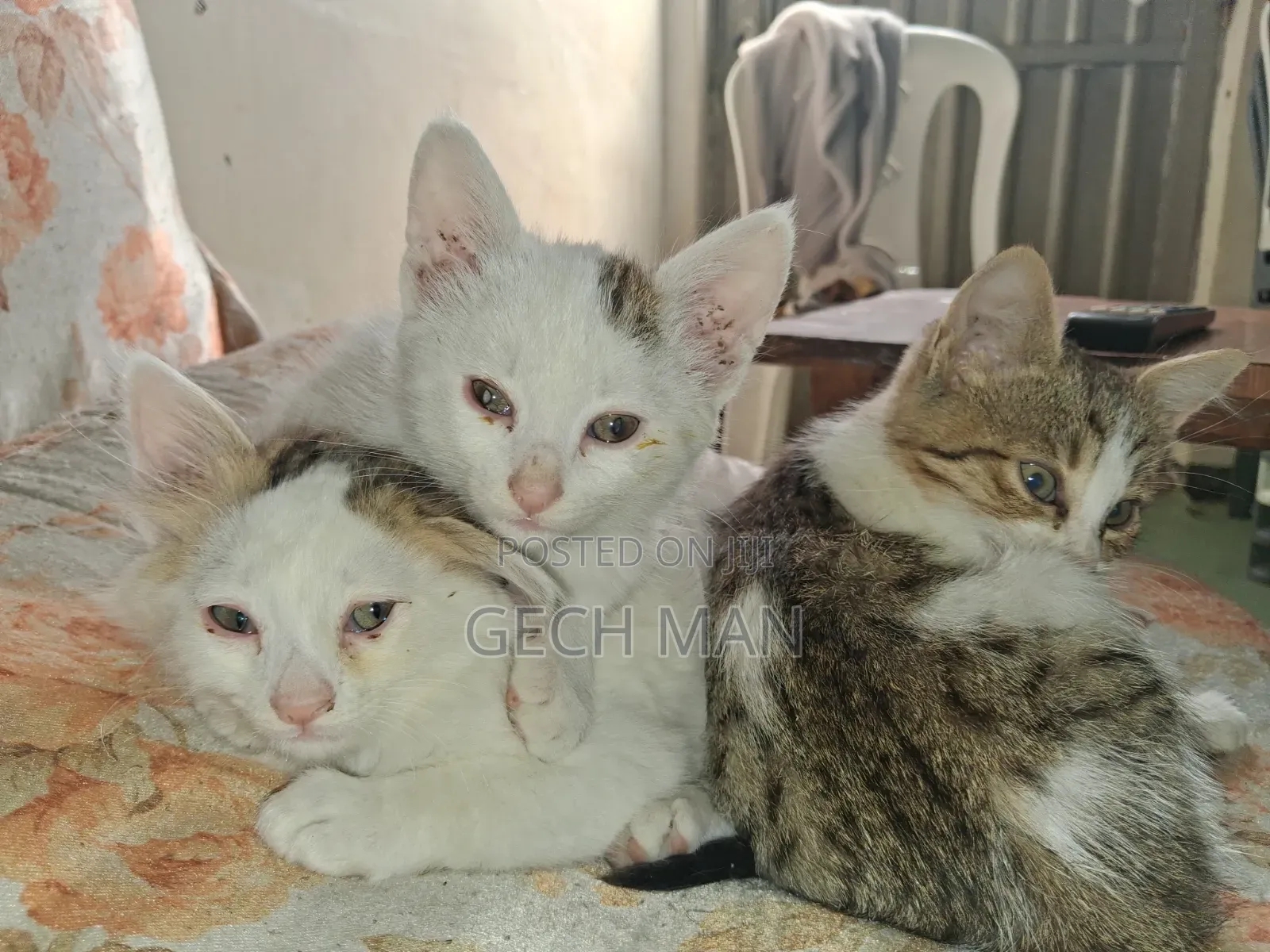 1-3 months Female Mixed Breed American Curl