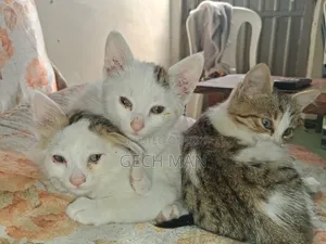 1-3 months Female Mixed Breed American Curl