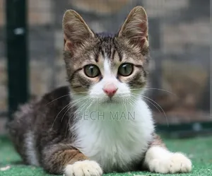 1-3 months Female Mixed Breed American Curl