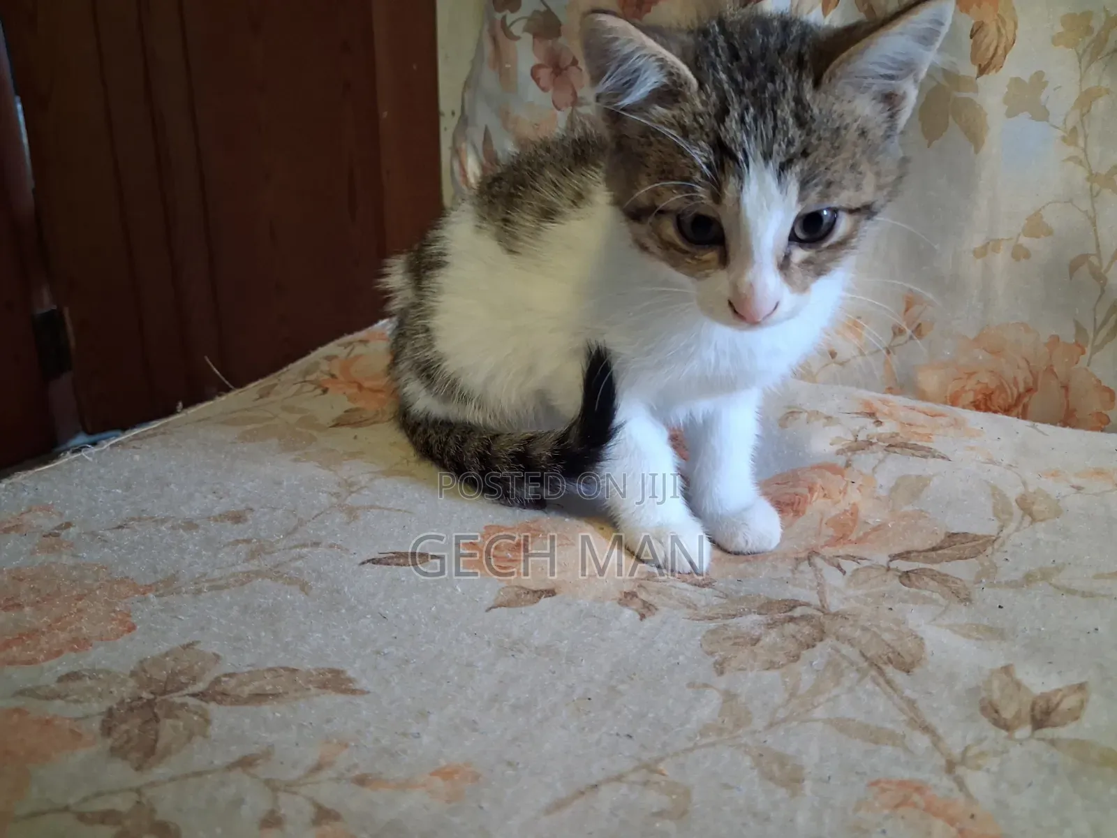 1-3 months Female Mixed Breed American Curl