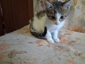 1-3 months Female Mixed Breed American Curl