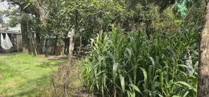 Land for Sale Kality