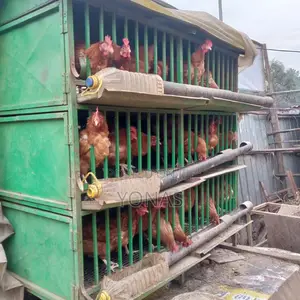 የሚሸጥ የዶሮ ኬጅ እና እንቁላል ጣይ ዶሮዎች