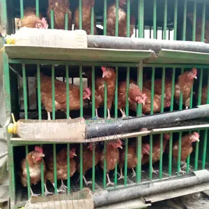 የሚሸጥ የዶሮ ኬጅ እና እንቁላል ጣይ ዶሮዎች