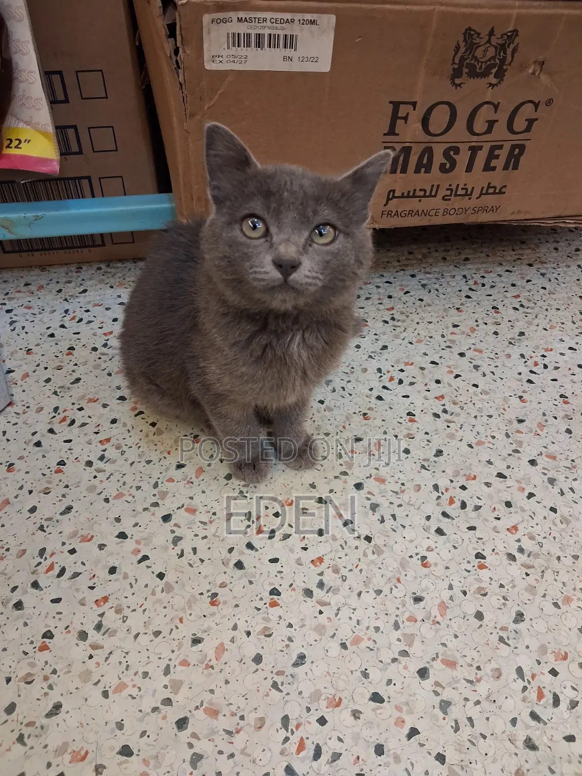 3-6 months Female Mixed Breed British Shorthair