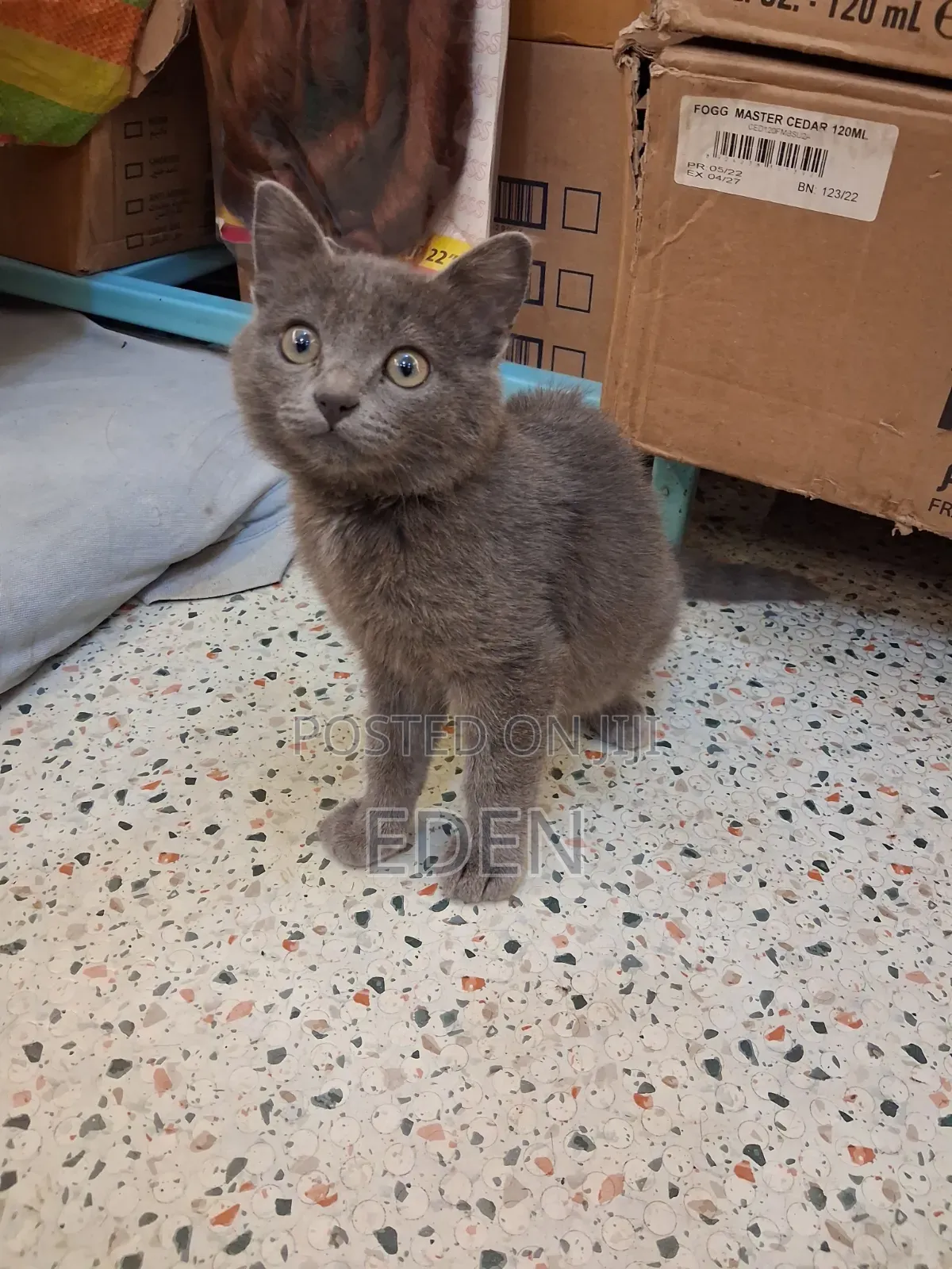 3-6 months Female Mixed Breed British Shorthair