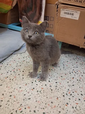 3-6 months Female Mixed Breed British Shorthair