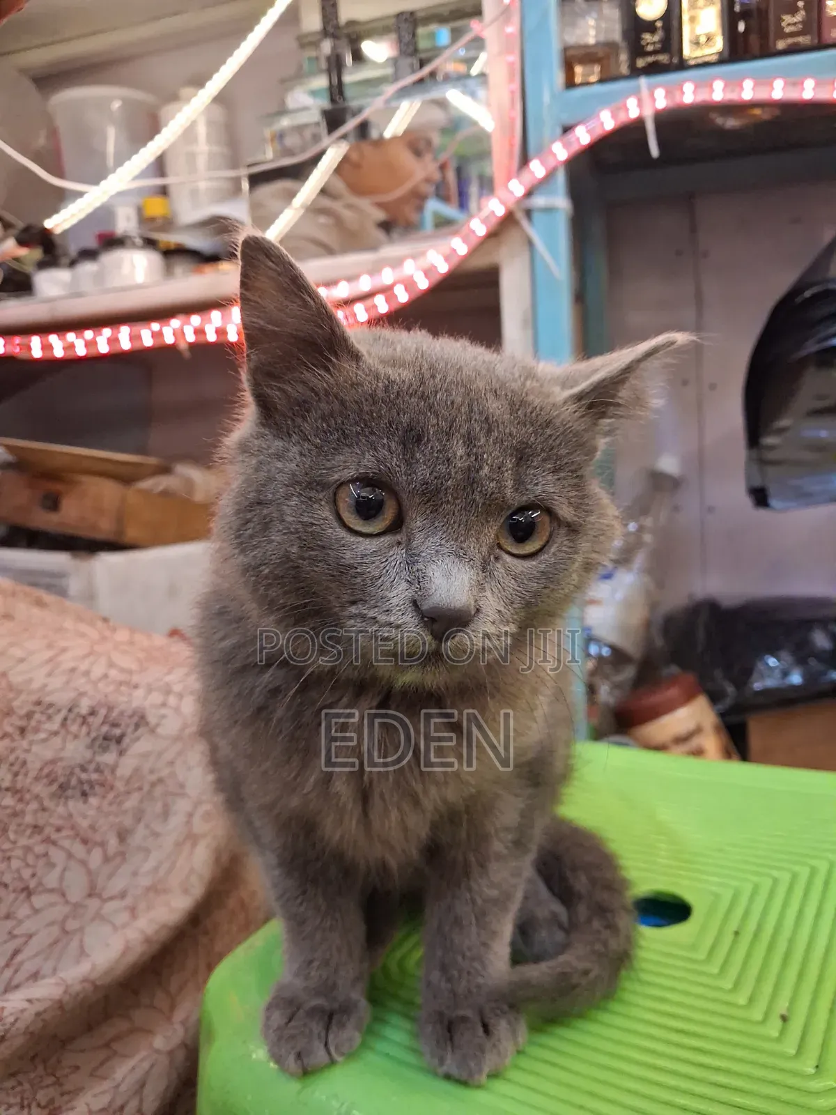 3-6 months Female Mixed Breed British Shorthair