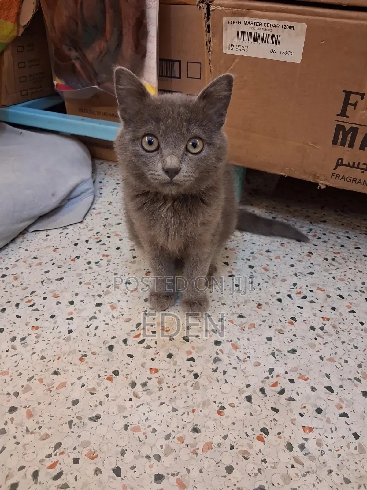 3-6 months Female Mixed Breed British Shorthair
