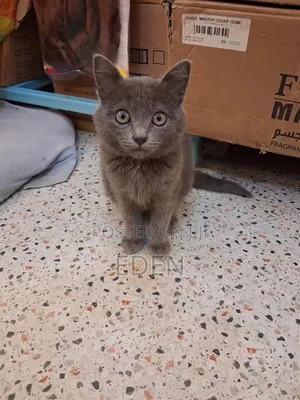 3-6 months Female Mixed Breed British Shorthair