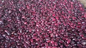Red Kidney Pea Bean