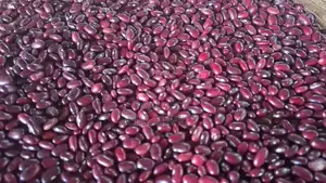 Red Kidney Pea Bean