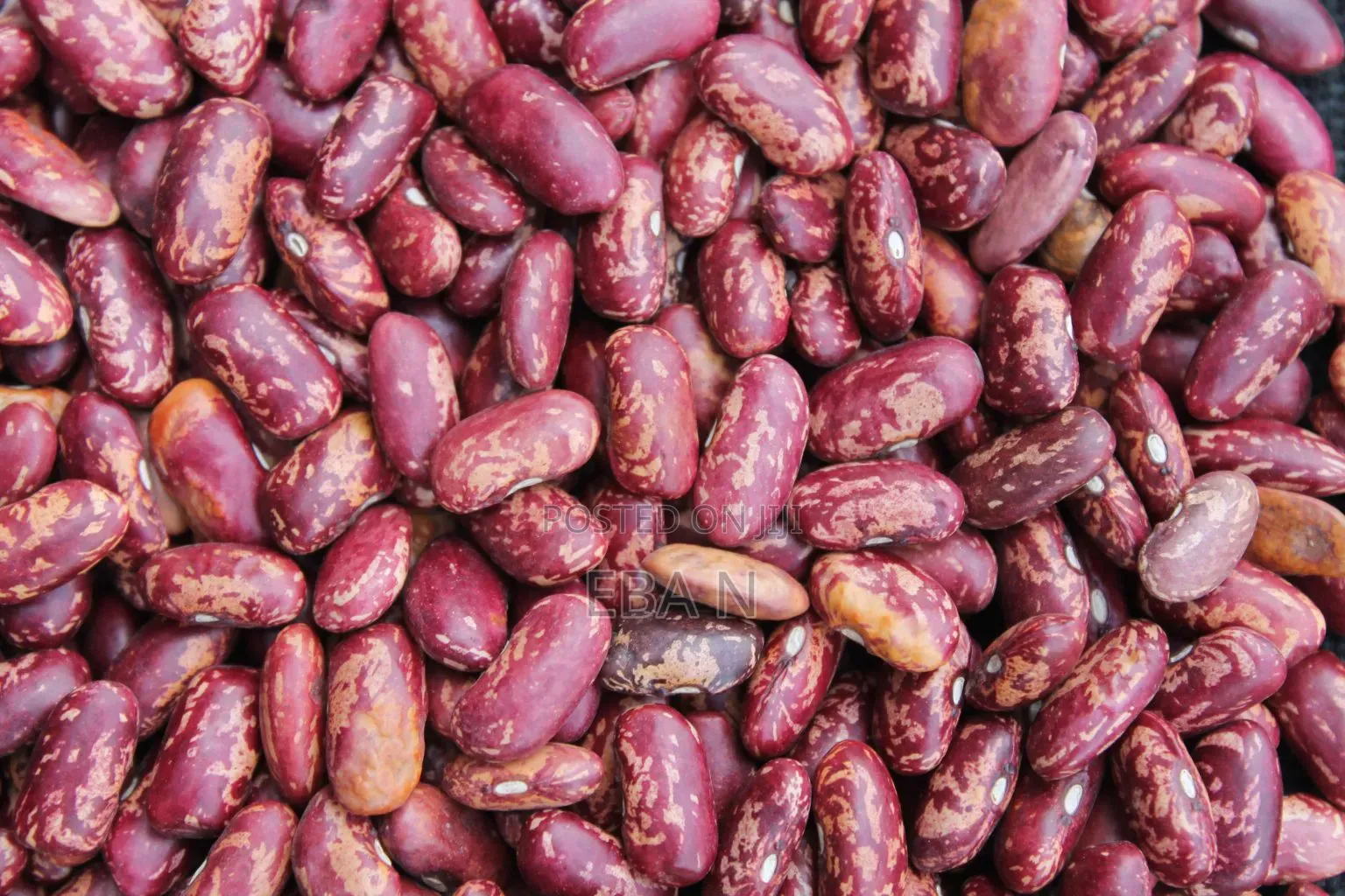 Bulk Red Kidney Beans (Sprinkled / Red Speckled) – Premium Quality