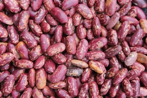 Bulk Red Kidney Beans (Sprinkled / Red Speckled) – Premium Quality