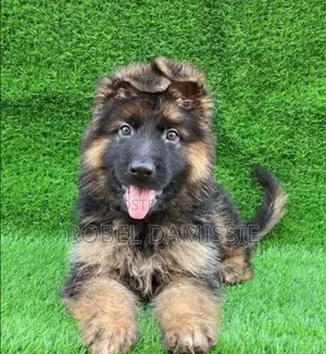 1-3 months Female Purebred German Shepherd