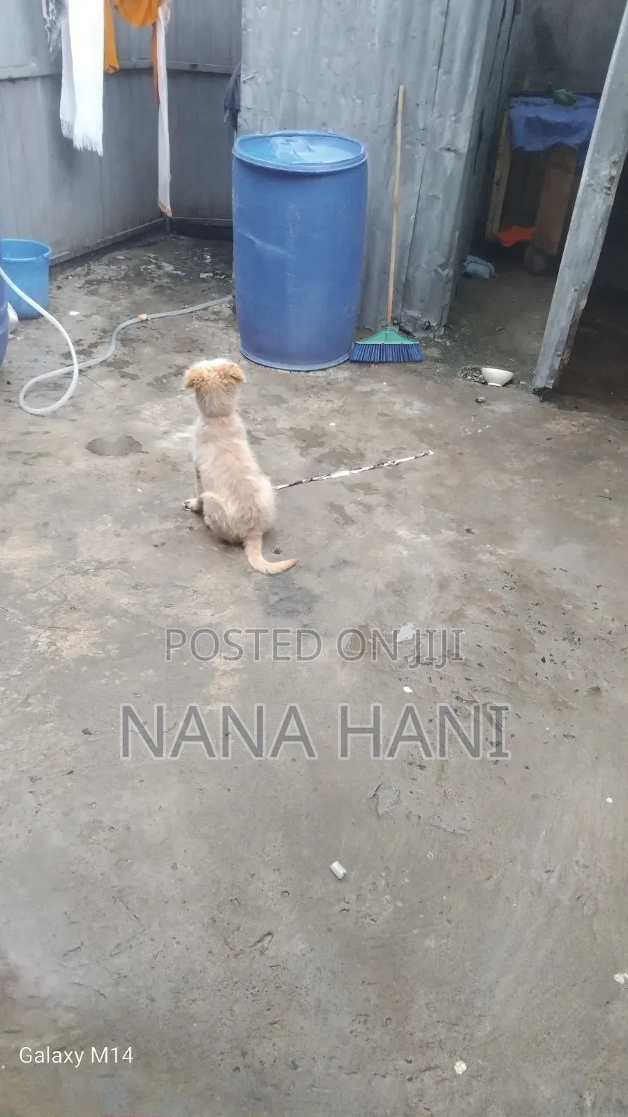 3-6 months Male Mixed Breed Goldador