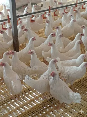 Dekalb White Layers Chicken