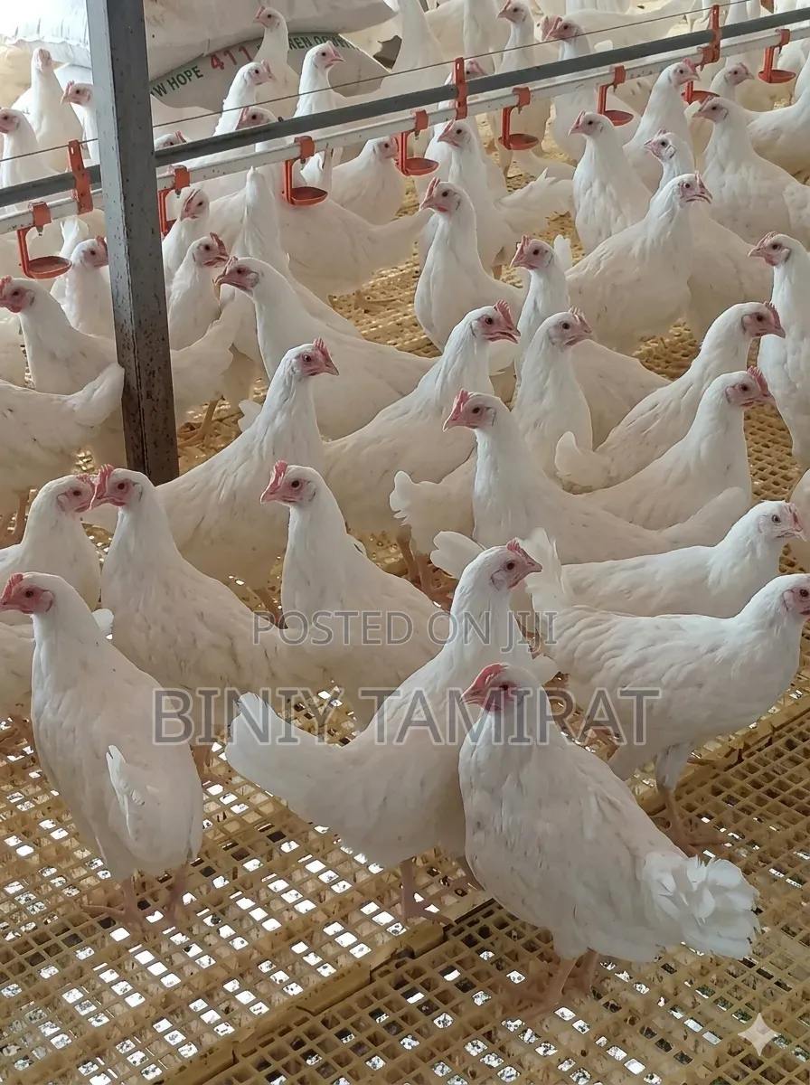 Dekalb White Layers Chicken