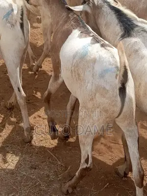 Goats | ፍየል
