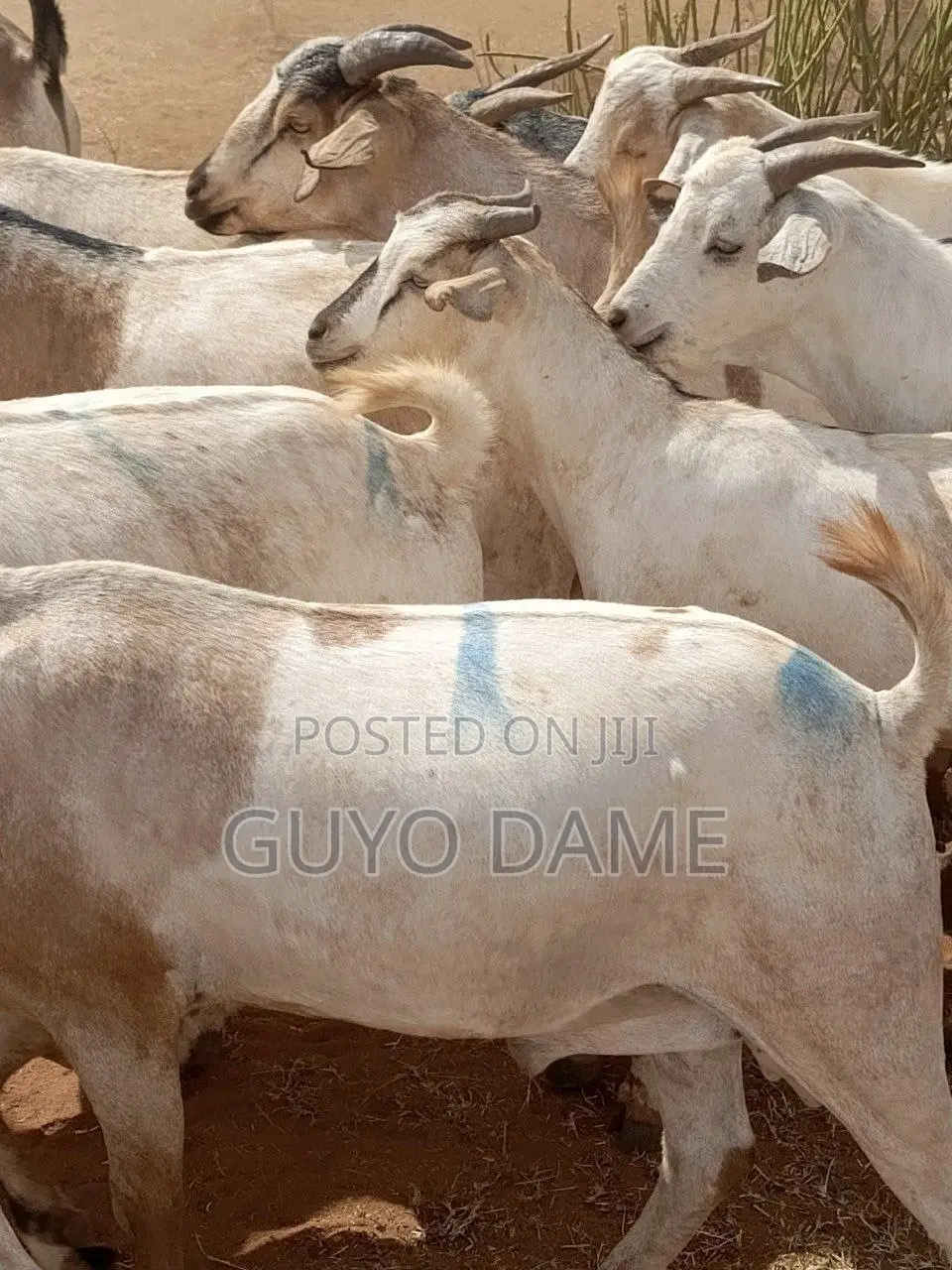 Goats | ፍየል