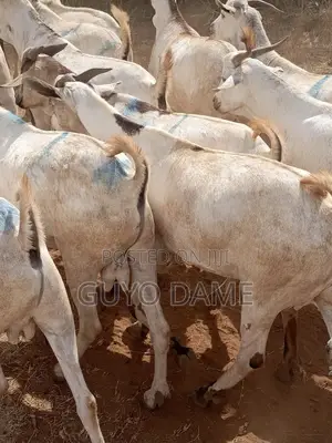 Goats | ፍየል