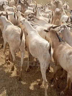 Goats | ፍየል