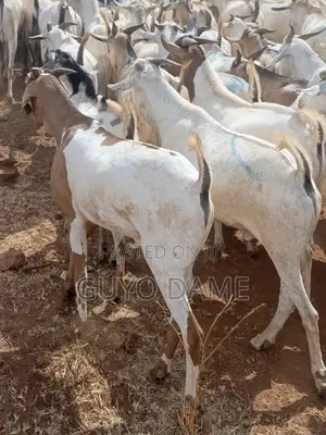Goats | ፍየል