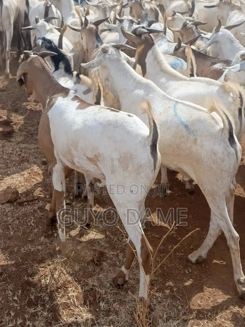 Goats | ፍየል