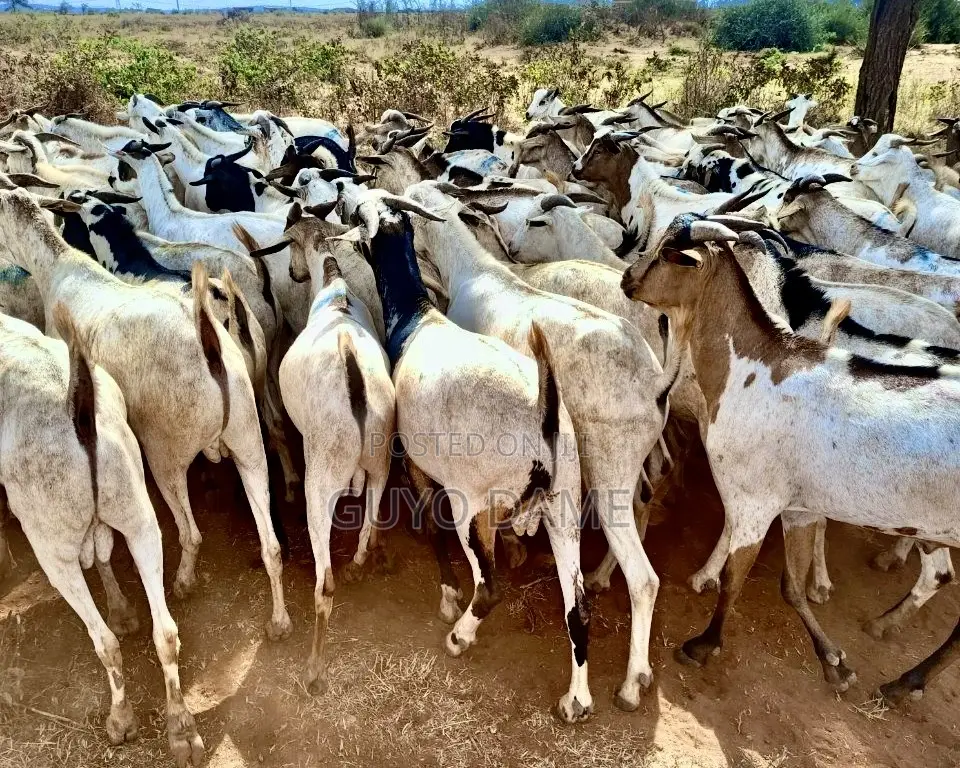 Goats | ፍየል