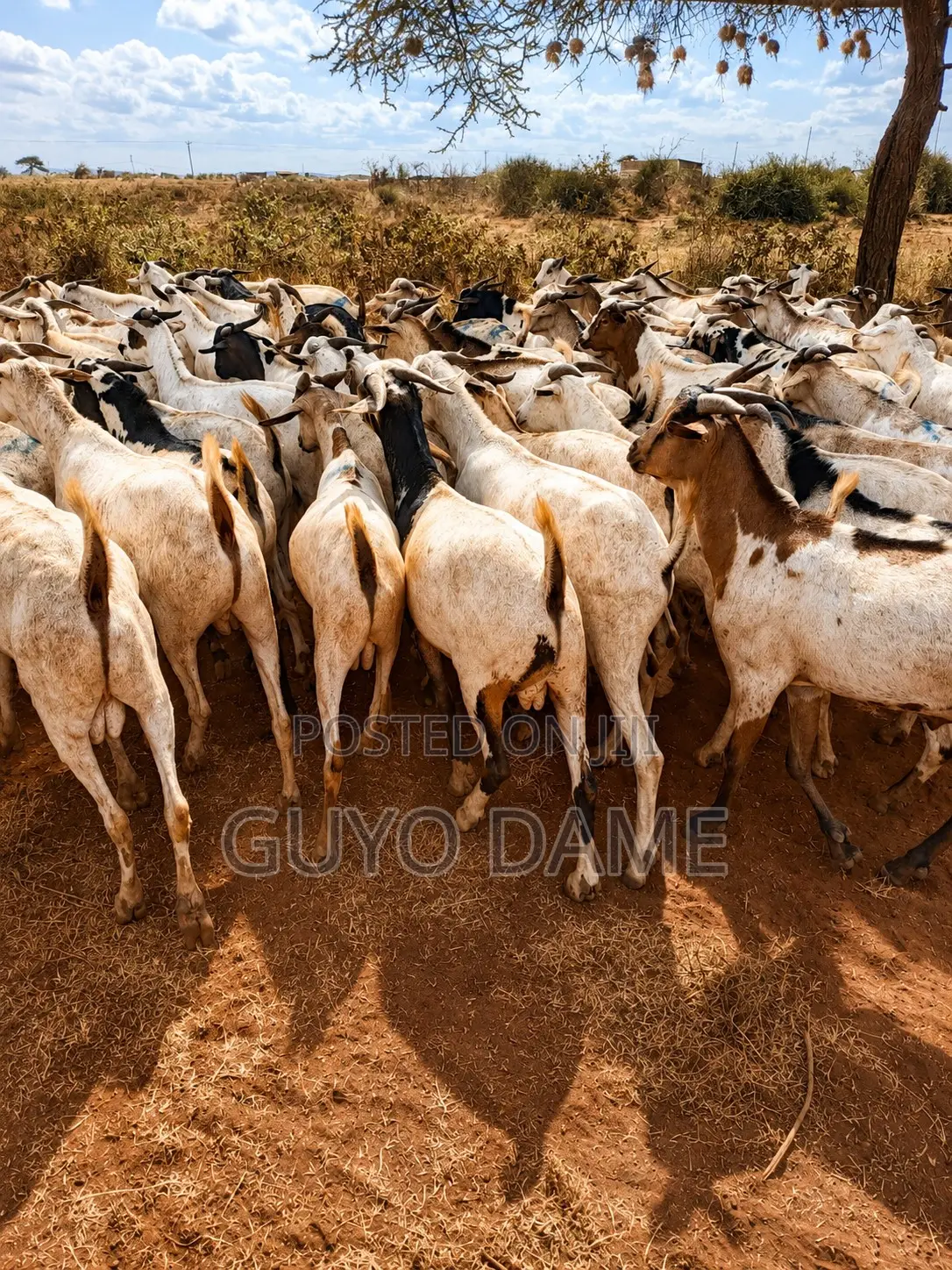 Goats | ፍየል