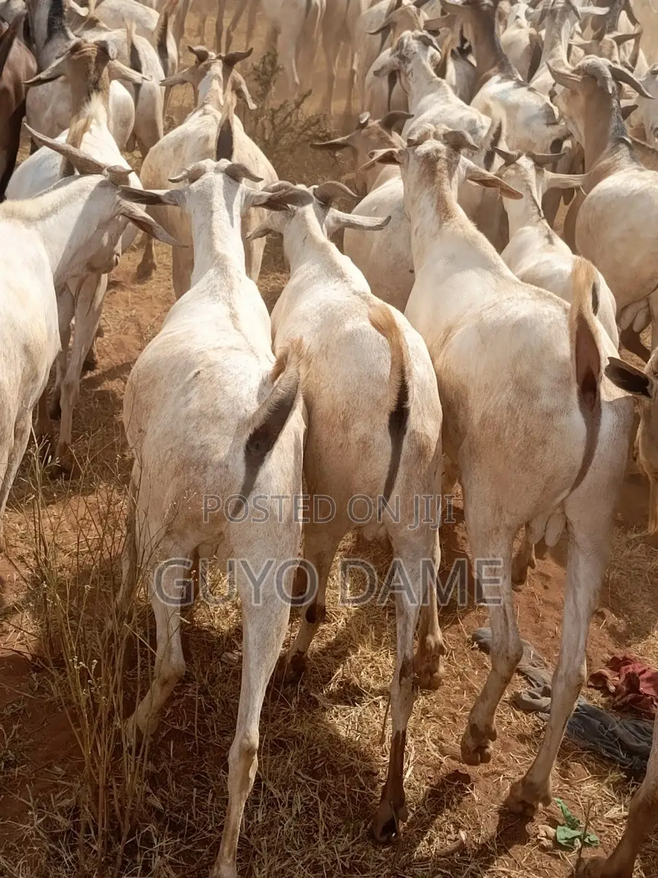 Goats | ፍየል
