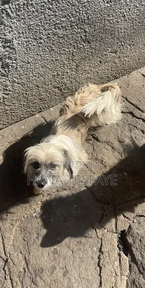 3-6 months Female Purebred Cairn Terrier