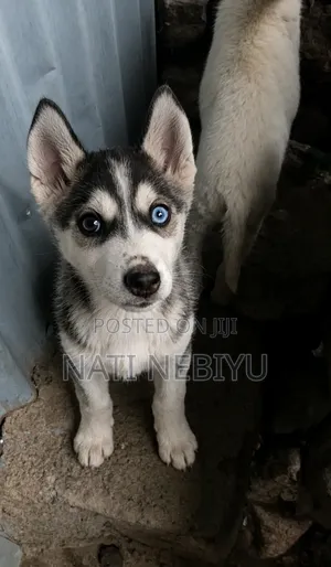 1-3 months Female Purebred Siberian Husky