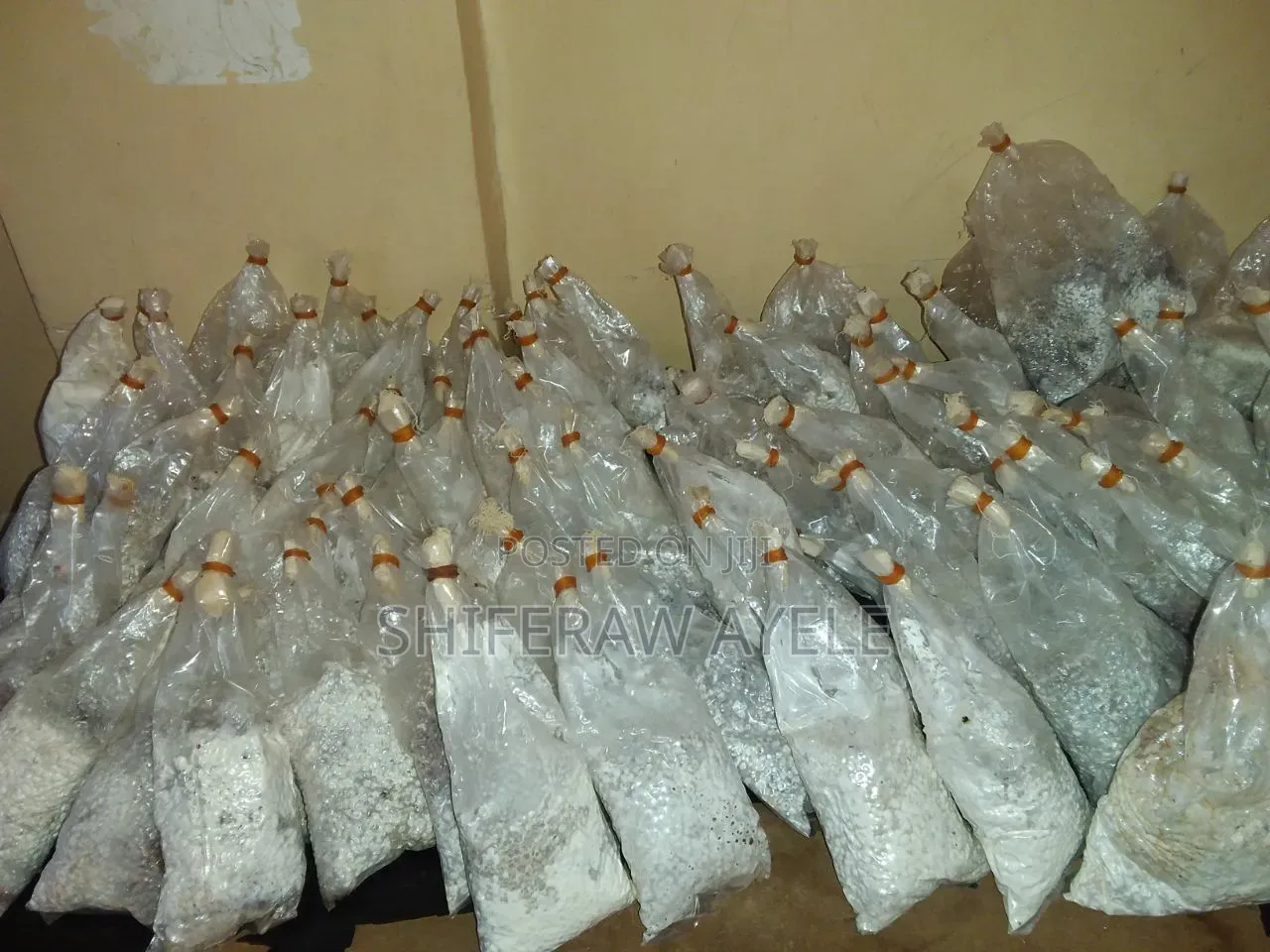 የኦይተስተር መሽሩም (እንጉዳይ) ዘር | Oyster Mushroom Spawn