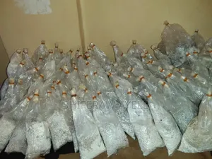 የኦይተስተር መሽሩም (እንጉዳይ) ዘር | Oyster Mushroom Spawn